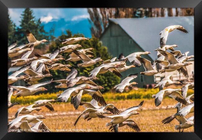 Many Snow Geese Flying Skagit Valley Washington Framed Print by William Perry