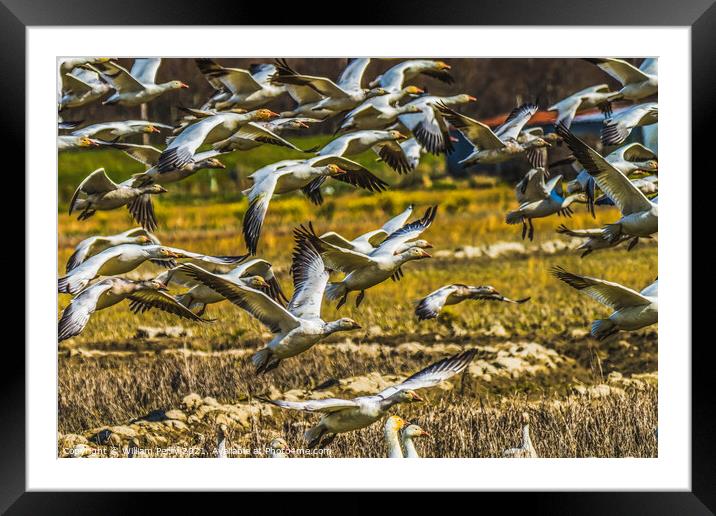 Many Snow Geese Flying Skagit Valley Washington Framed Mounted Print by William Perry