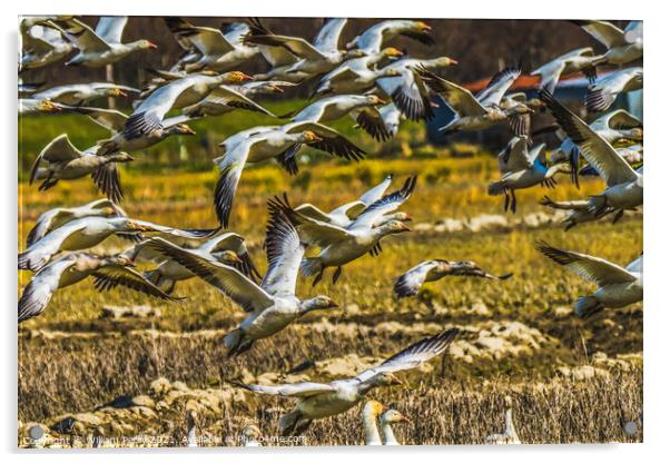 Many Snow Geese Flying Skagit Valley Washington Acrylic by William Perry