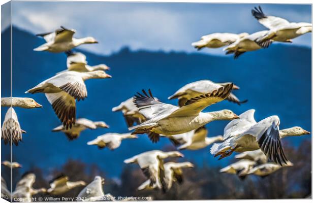 Snow Geese Flying Mountains Skagit Valley Washington Canvas Print by William Perry
