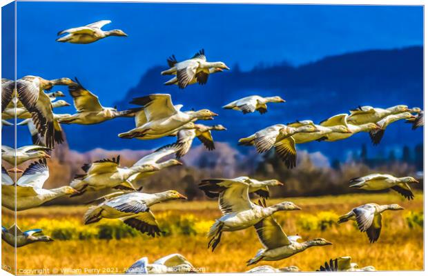 Snow Geese Flying Skagit Valley Washington Canvas Print by William Perry