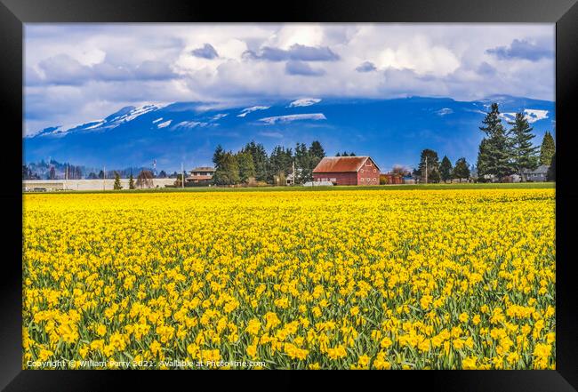 Yellow Daffodils Fields Flowers Skagit Valley Washington State Framed Print by William Perry