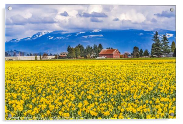 Yellow Daffodils Fields Flowers Skagit Valley Washington State Acrylic by William Perry