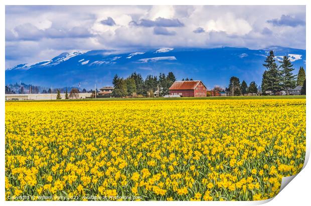 Yellow Daffodils Fields Flowers Skagit Valley Washington State Print by William Perry