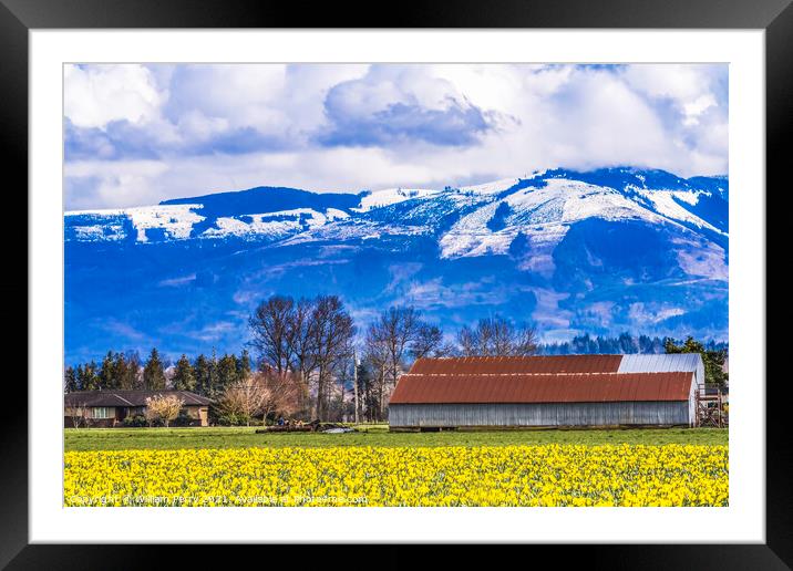 Yellow Daffodils Fields Flowers Skagit Valley Washington State Framed Mounted Print by William Perry