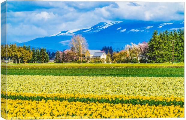 Yellow Daffodils Fields Flowers Skagit Valley Washington State Canvas Print by William Perry