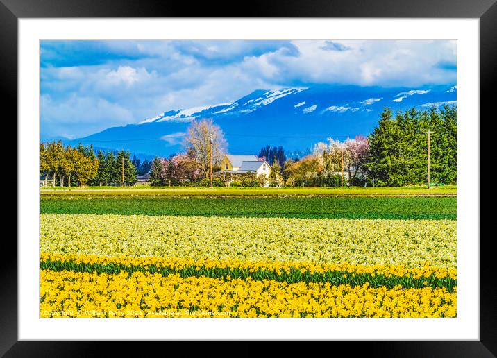 Yellow Daffodils Fields Flowers Skagit Valley Washington State Framed Mounted Print by William Perry