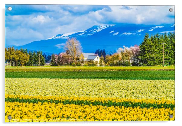 Yellow Daffodils Fields Flowers Skagit Valley Washington State Acrylic by William Perry