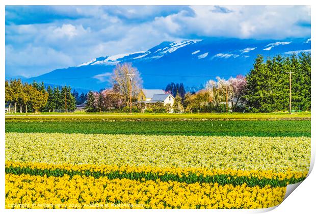 Yellow Daffodils Fields Flowers Skagit Valley Washington State Print by William Perry