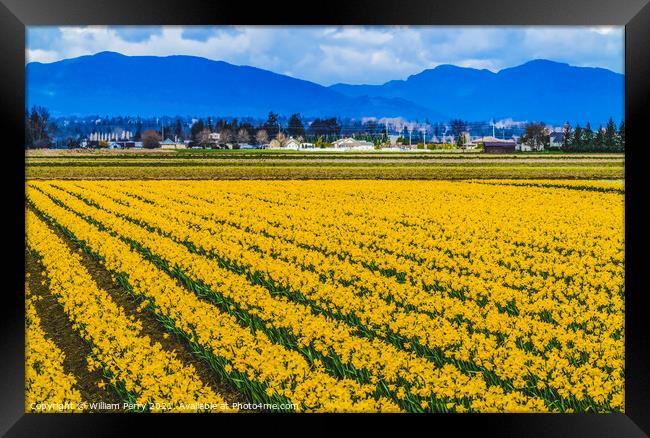 Yellow Daffodils Fields Flowers Skagit Valley Washington State Framed Print by William Perry