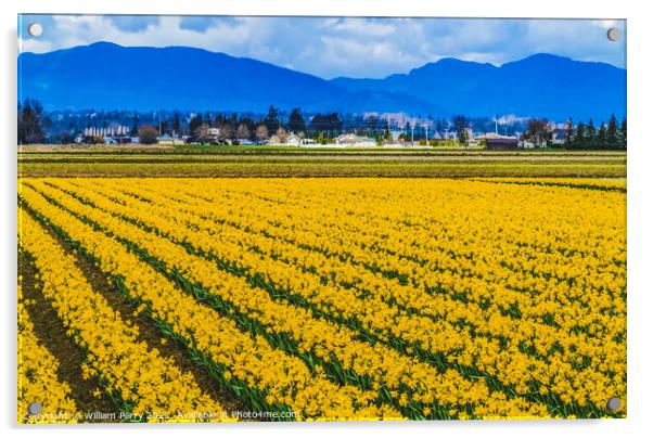 Yellow Daffodils Fields Flowers Skagit Valley Washington State Acrylic by William Perry