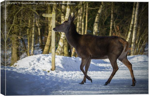 Red Deer Walking Through The Snow Canvas Print by rawshutterbug 
