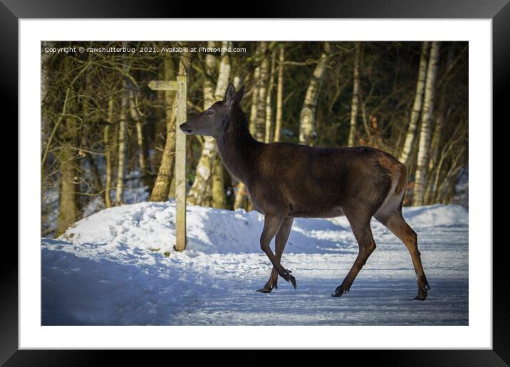 Red Deer Walking Through The Snow Framed Mounted Print by rawshutterbug 