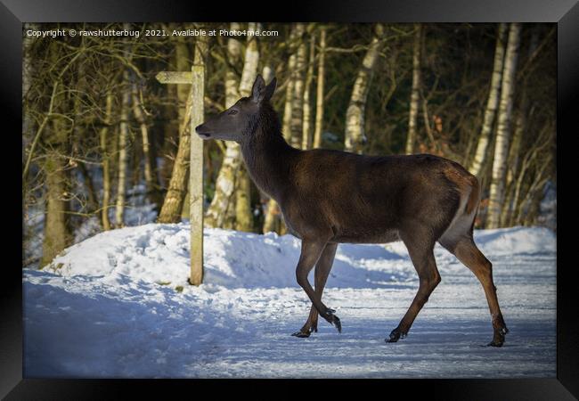 Red Deer Walking Through The Snow Framed Print by rawshutterbug 