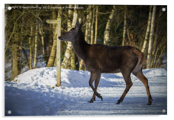 Red Deer Walking Through The Snow Acrylic by rawshutterbug 