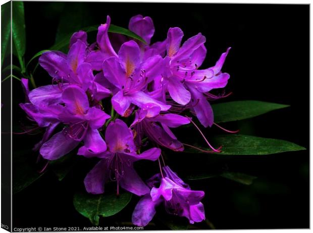 Rhododendron flowers  Canvas Print by Ian Stone