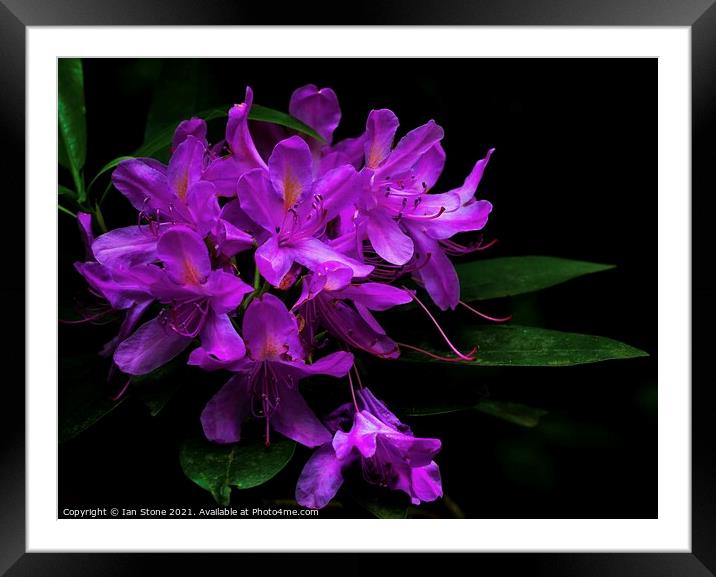 Rhododendron flowers  Framed Mounted Print by Ian Stone