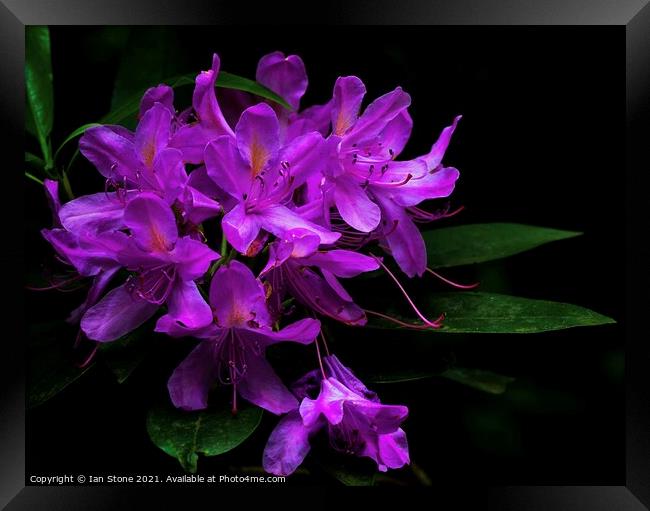 Rhododendron flowers  Framed Print by Ian Stone