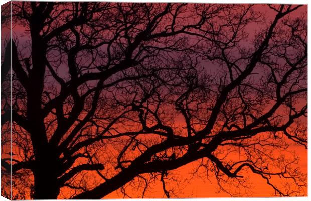 SUNRISE BRANCHES Canvas Print by Simon Keeping