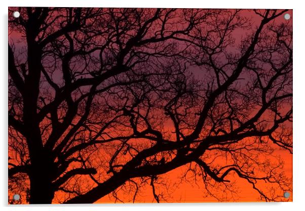 SUNRISE BRANCHES Acrylic by Simon Keeping