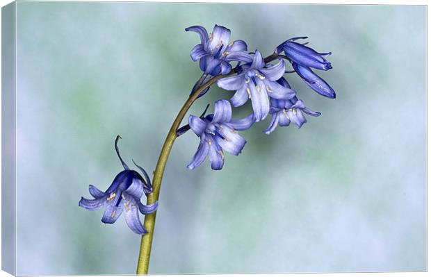 Bluebell Canvas Print by Steve Purnell