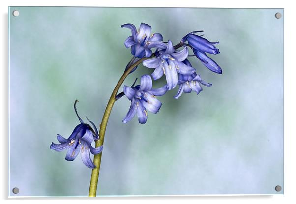 Bluebell Acrylic by Steve Purnell