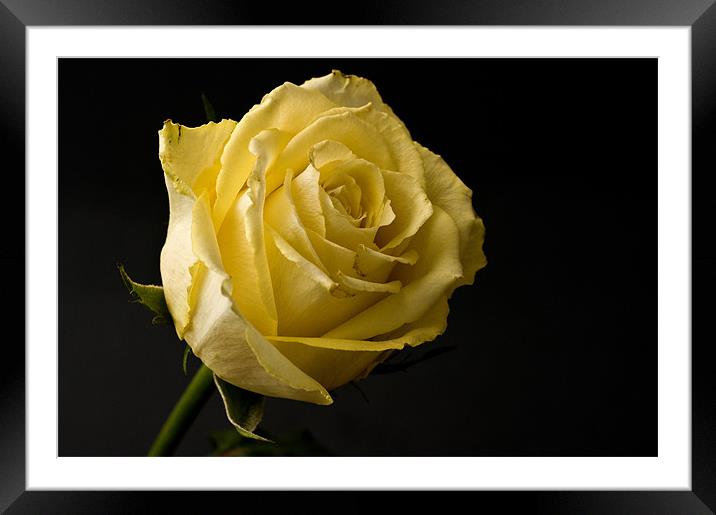 Yellow Rose Framed Mounted Print by Steve Purnell