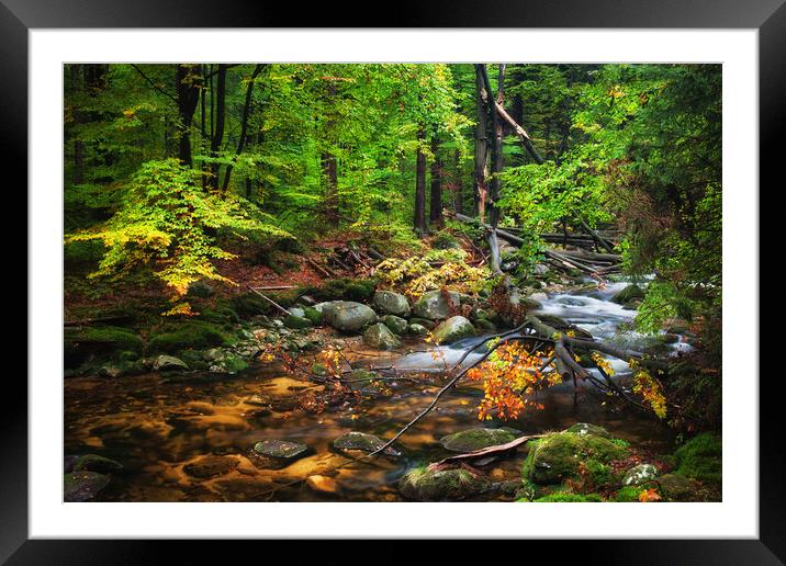 Forest Stream With Fallen Tree Framed Mounted Print by Artur Bogacki