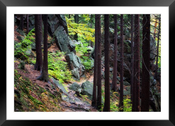 Trail In Mountain Forest Framed Mounted Print by Artur Bogacki