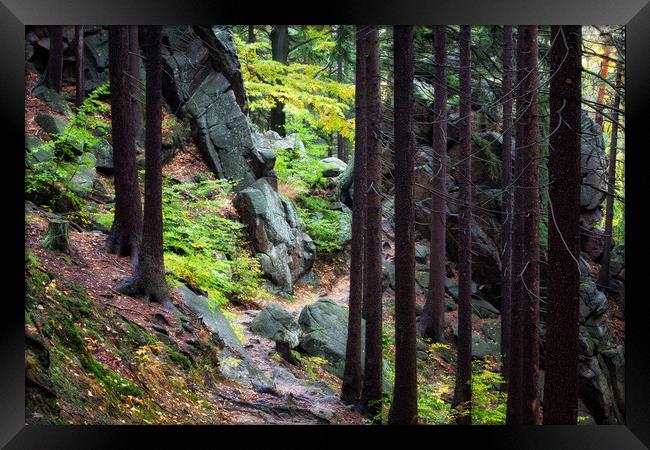 Trail In Mountain Forest Framed Print by Artur Bogacki