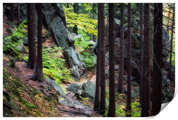 Trail In Mountain Forest Print by Artur Bogacki
