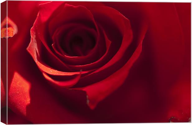 Red Rose Canvas Print by Steve Purnell