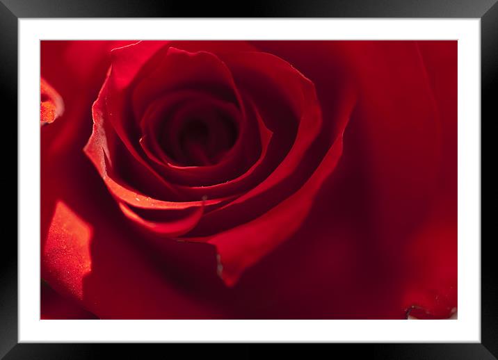 Red Rose Framed Mounted Print by Steve Purnell