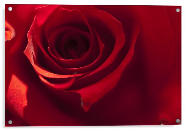 Red Rose Acrylic by Steve Purnell