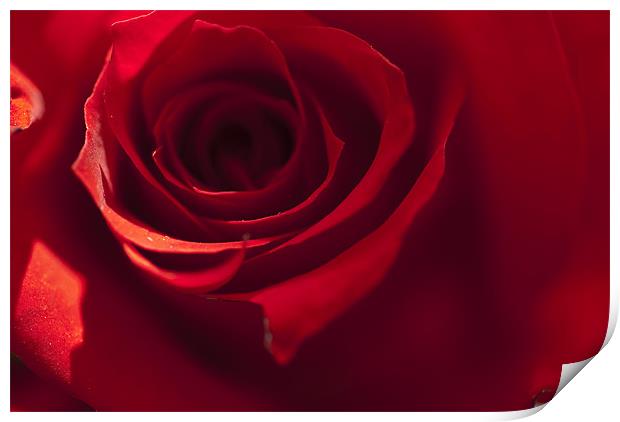 Red Rose Print by Steve Purnell