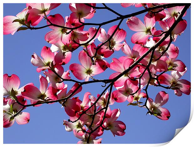 Pink Dogwood Print by Diane Hovey