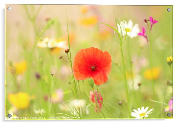 Wildflowers Acrylic by Glyn Evans