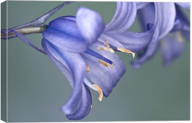 Single Bluebell Canvas Print by Steve Purnell