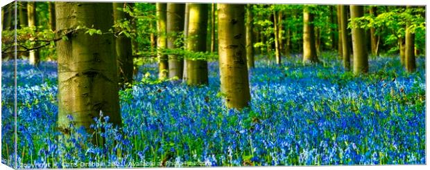 A carpet of Bluebells in Duke's Wood (3) Canvas Print by Chris Drabble