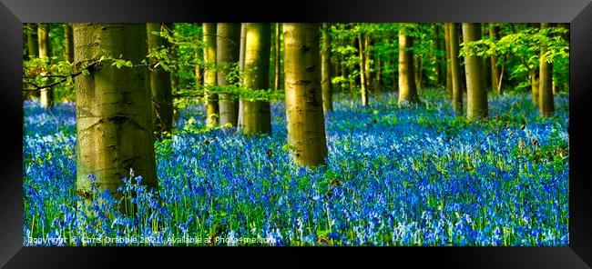 A carpet of Bluebells in Duke's Wood (3) Framed Print by Chris Drabble
