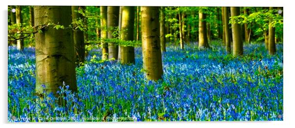 A carpet of Bluebells in Duke's Wood (3) Acrylic by Chris Drabble