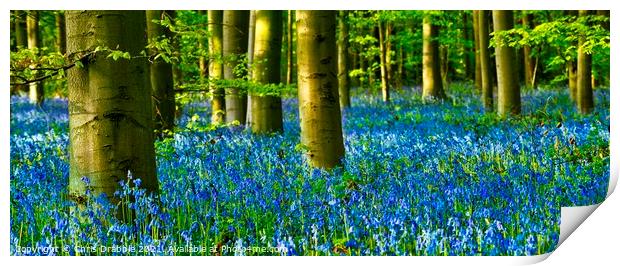 A carpet of Bluebells in Duke's Wood (3) Print by Chris Drabble