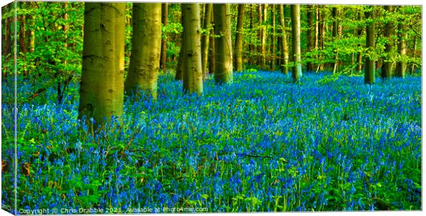 A Carpet of Bluebells in Duke's Wood Canvas Print by Chris Drabble