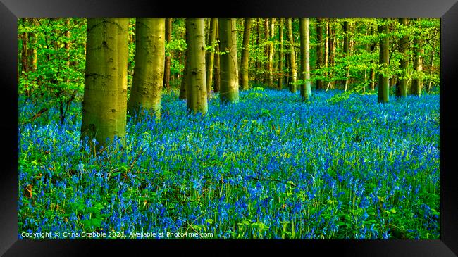 A Carpet of Bluebells in Duke's Wood Framed Print by Chris Drabble