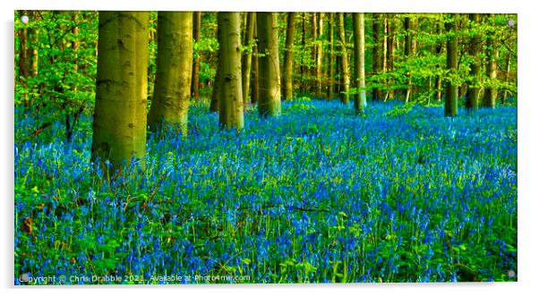 A Carpet of Bluebells in Duke's Wood Acrylic by Chris Drabble