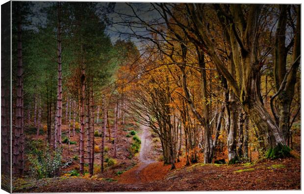 Vibrant Autumnal Forest Trail Canvas Print by Jeremy Sage
