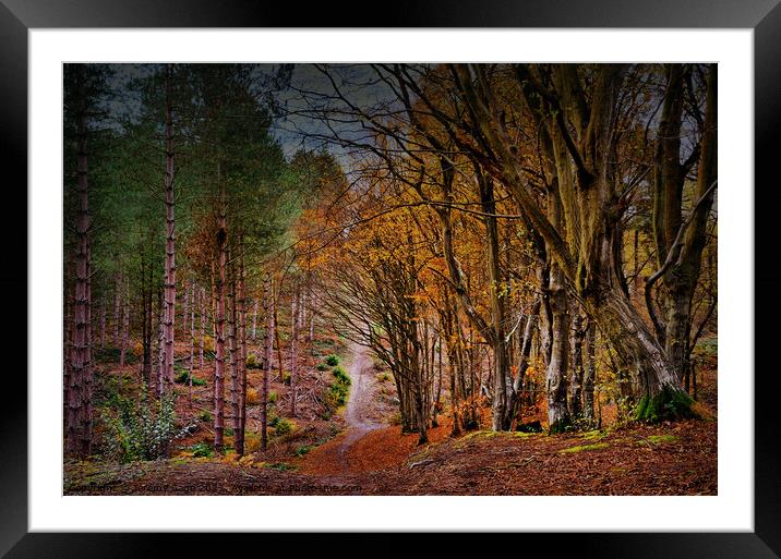 Vibrant Autumnal Forest Trail Framed Mounted Print by Jeremy Sage