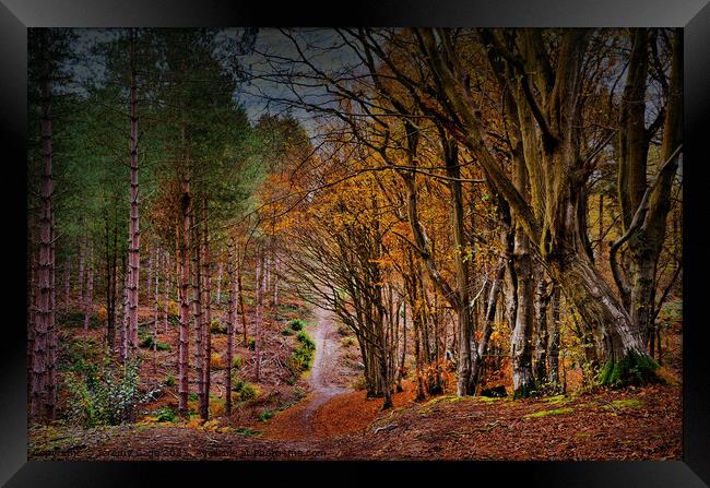 Vibrant Autumnal Forest Trail Framed Print by Jeremy Sage