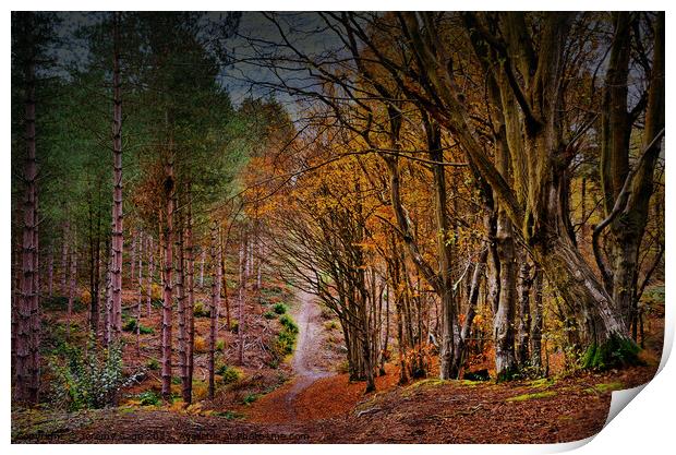 Vibrant Autumnal Forest Trail Print by Jeremy Sage