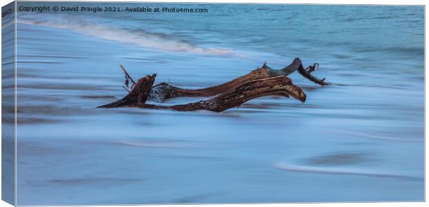 Driftwood Canvas Print by David Pringle